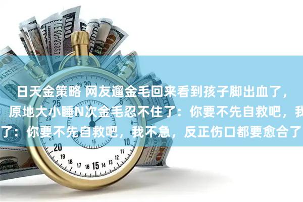 日天金策略 网友遛金毛回来看到孩子脚出血了，刚要包扎结果半道晕血，原地大小睡N次金毛忍不住了：你要不先自救吧，我不急，反正伤口都要愈合了…